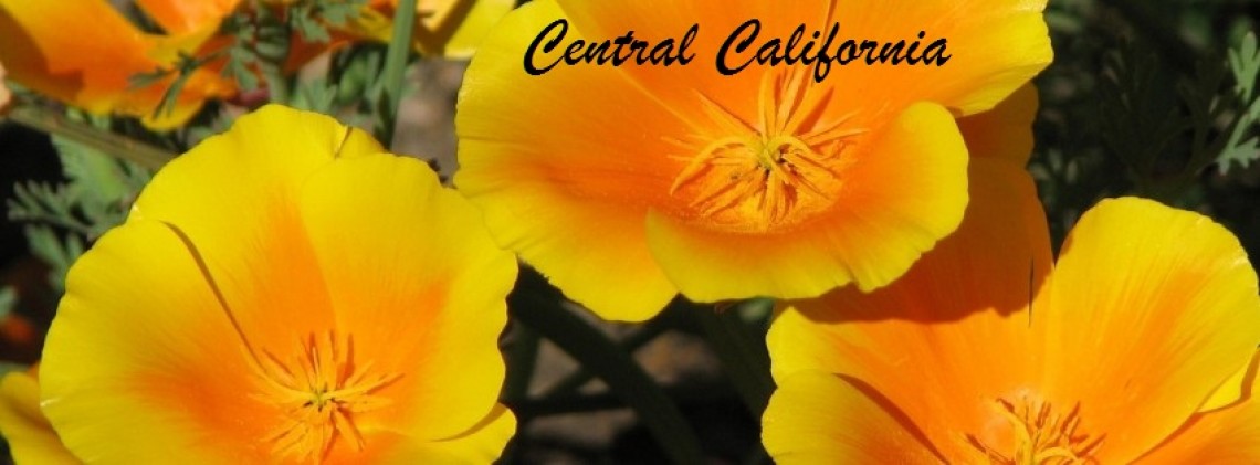 California Central