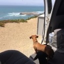 My two dogs overlooking Seal Rock on Hwy 1.