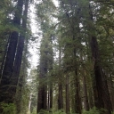 Trail of tall trees in Redwoods NP.