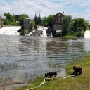 Vergennes Falls, VT, with Niles and Eddie having a drink from the river.