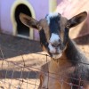 adorable-goats-for-the